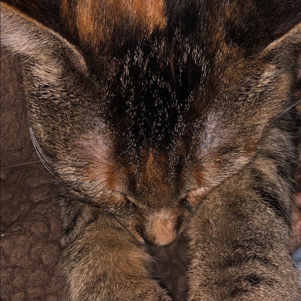 Meet your Posher, Desiree